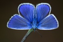 Modrásek Icarus - běžný ale krásný a nedoceněný motýl
