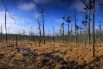 Wielkie Torfowisko Batorowskie - rašeliniště jako typické stanoviště pro masožravé rostliny