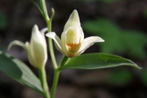 Okrotice bílá- Cephalanthera damasonium