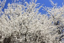 Trnky pod Prostřední horou