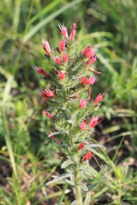 Hadinec červený - Echium maculatum