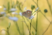 Modrásek vičencový - Polyommatus thersites, Kurdějov - Kamenný vrch, 23.7.2016  IMG_4095