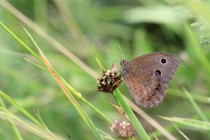 Okáč ovsový - Minois dryas, Pouzdřany, 23.7.2016