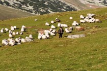 Pohoří Tarcu - dobrý pastýř, foto - FL