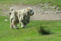 Pohoří Tarcu - pastevecký pes, foto KH