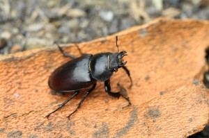 Roháč obecný - Lucanus cervus, samice, foto- FL