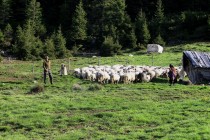 S ovečkama, foto- FL