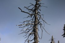 Krkonoše - Lesní hřeben, horská smrčina v rozpadu