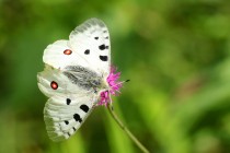 Jasoň červenooký - Parnassius apollo