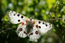 Jasoň červenooký - Parnassius apollo