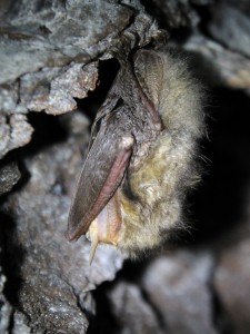 Netopýr ušatý - Plecotus auritus, Dobrošov, 14.1.2017