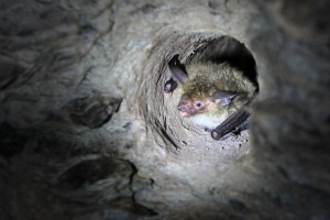 Netopýr velkouchý - Myotis bechsteini, Dobrošov, 14.1.2017