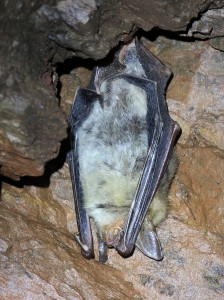 Netopýr velký - Myotis myotis , Dobrošov, 14.1.2017