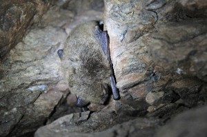 Netopýr vodní - Myotis daubentonii, Dobrošov, 17.1.2017