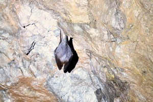 Vrápenec malý - Rhinolophus hipposideros, Dobrošov, 14.1.2017