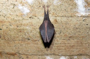 Vrápenec malý - Rhinolophus hipposideros, Dobrošov, 14.1.2017