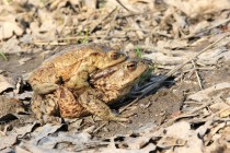 Ropucha obecná - Bufo bufo, Kulín, 2.4.2017