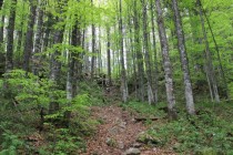 Výstup krásným lesem k další propasti Bortig