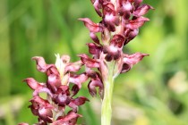 Vzácná orchidej -  vstavač štěničný