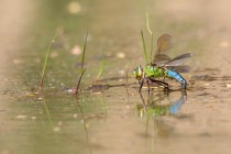 Šídlo královské - Anax imperator , Vysokov, 28.6.2011