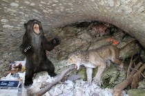 Medvědí jeskyně - dioráma s jeskynním medvědem, lvem a hyenou