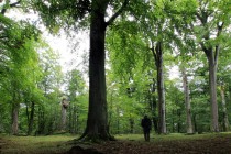 Buky u Vysokého Chvojna  - nejstarší bukové lesy východních Čech