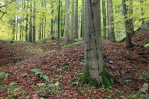 Krkonoše - Bártův les. V 17. století svahy kopce zcela zdevastovány povrchovou těžbou zlata. Les se sem navrátil samovolně.