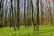 Různé podoby lesa. Les Svíb, odrůstajícící pařezina.