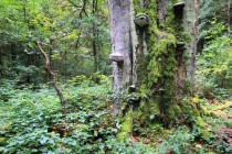 Prastaré stromy jsou i v nedaleké rezervaci U Glorietu