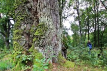 Jeden z nejmohutnějších dubů v Čechách. Obvod kmene deset metrů, stáří kolem 600 let.