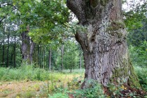 U Houkvice - staleté duby jako pozůstatky po pastevním lese týnišťské obory.