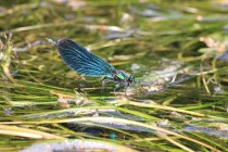 Motýlice obecná - Calopteryx virgo, PR Peklo, 1.6.2018 I