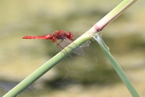 Vážka červená - Crocothemis erythraea , Říkov, 2.6.2018
