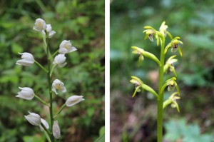 Vzácné orchideje - okrotice a korálice