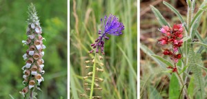 Luční flora : náprstník, modřenec a vzácný hadinec červený