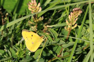 Žluťásek r. Colias