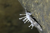 Cordyceps - Akanthomyces tuberculatus - Jeskyně v Řeřichové rokli