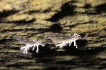 Píďalky napadené parazitickou houbou housenicí žezlovkou (Cordyceps - Akanthomyces tuberculatus)