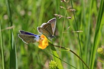 Motýlí námluvy - samice se vyznačují hnědě zabarvenými křídly
