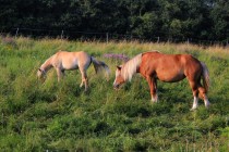 Koně při pastvě preferují traviny, trsy kvetoucích bylin zůstávají pro hmyz...