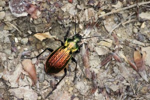 Nelétaví brouci vytvářejí celou řadu variet a endemických poddruhů. Střevlík Ullrichův – varieta fastuosus z rumunského Banátu