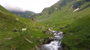 Fagaraš