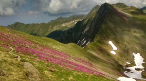 Fagaras