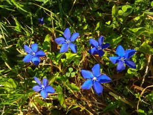 Hořec jarní - Gentiana verna