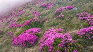 Pěnišník karpatský - Rhododendron kotschyi