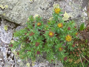 Rozchodnice růžová - Rhodiola Rosea