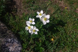 Sasanka narcisokvětá - Anemone narcissiflora