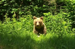 Transfagaras Highway - Bear