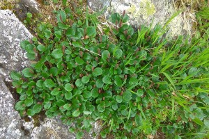 Vrba bylinná - Salix herbacea