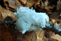 Ledové vlasy - černorosol bukový (Exidia glandulosa)